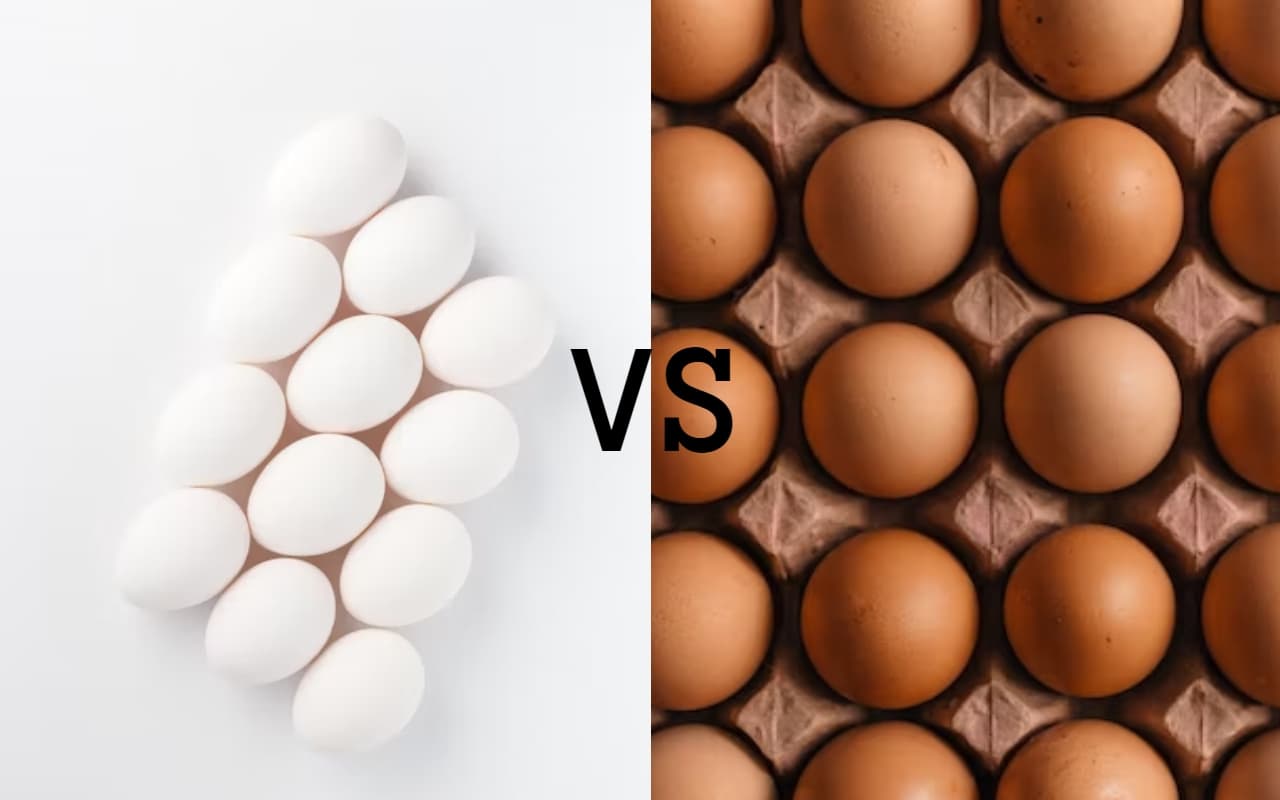 वाईट या ब्राउन, कौन सा अंडा है सेहत के लिए बेस्ट? ये खबर पढ़ दूर हो जाएगी आपकी सारी कंफ्यूजन