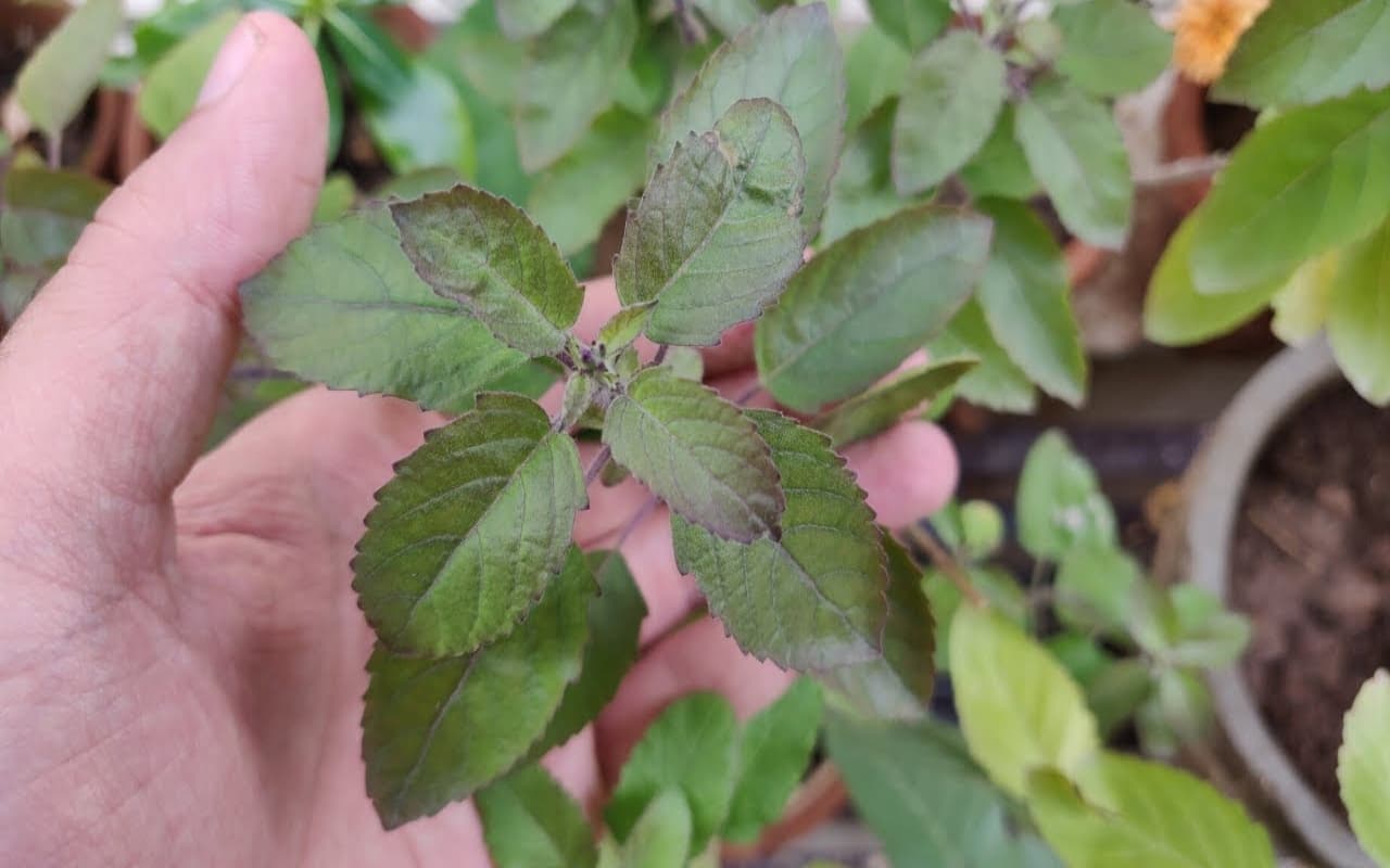 सूख रहा है घर में लगा तुलसी का पौधा ? इन टिप्स को आजमाकर फिर से इसे करें हरा भरा