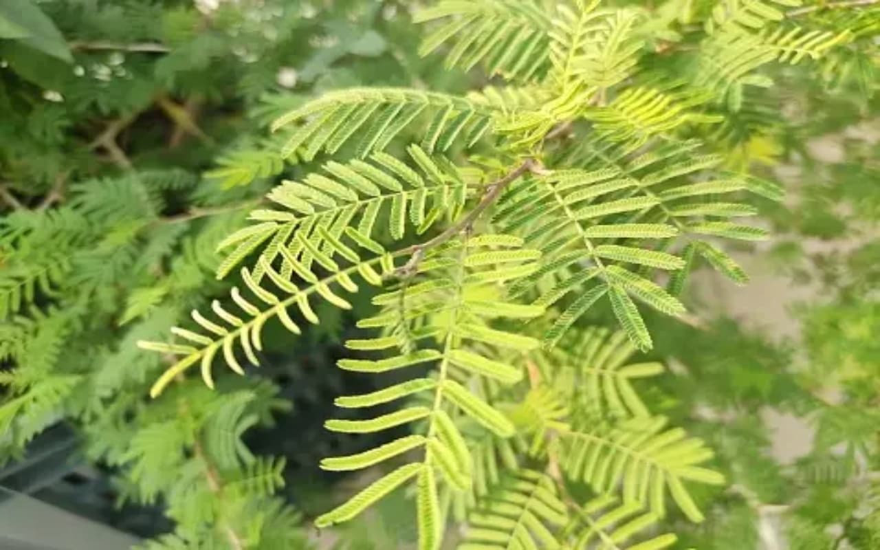 अगर आपके घर पर भी है शमी का पेड़, तो जान लें ये जरूरी बात, बहुत आएगी आपके काम