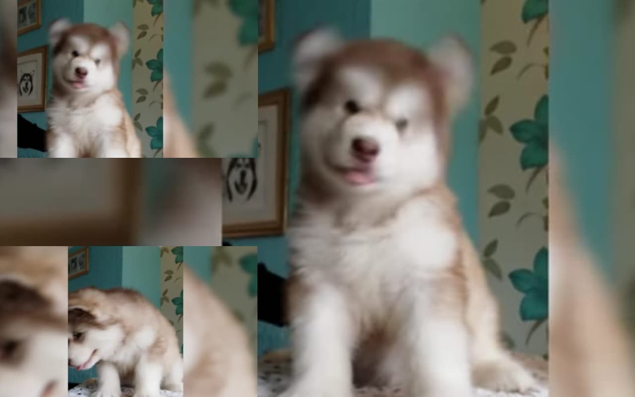 VIRAL VIDEO :  मासूम अदाओं से इसने जीता लाखों दिल, दंग हैं लोग खिलौना है या इसमें है जान