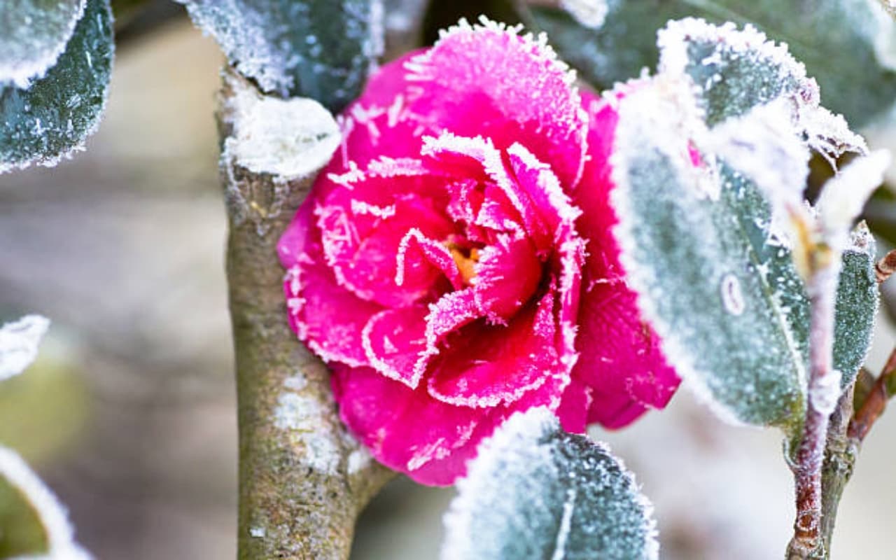 Rose Plant Care in Winter: सर्दियों के मौसम में कैसे करें गुलाब के पौधे की देखभाल, आजमाएं ये 6 टिप्स