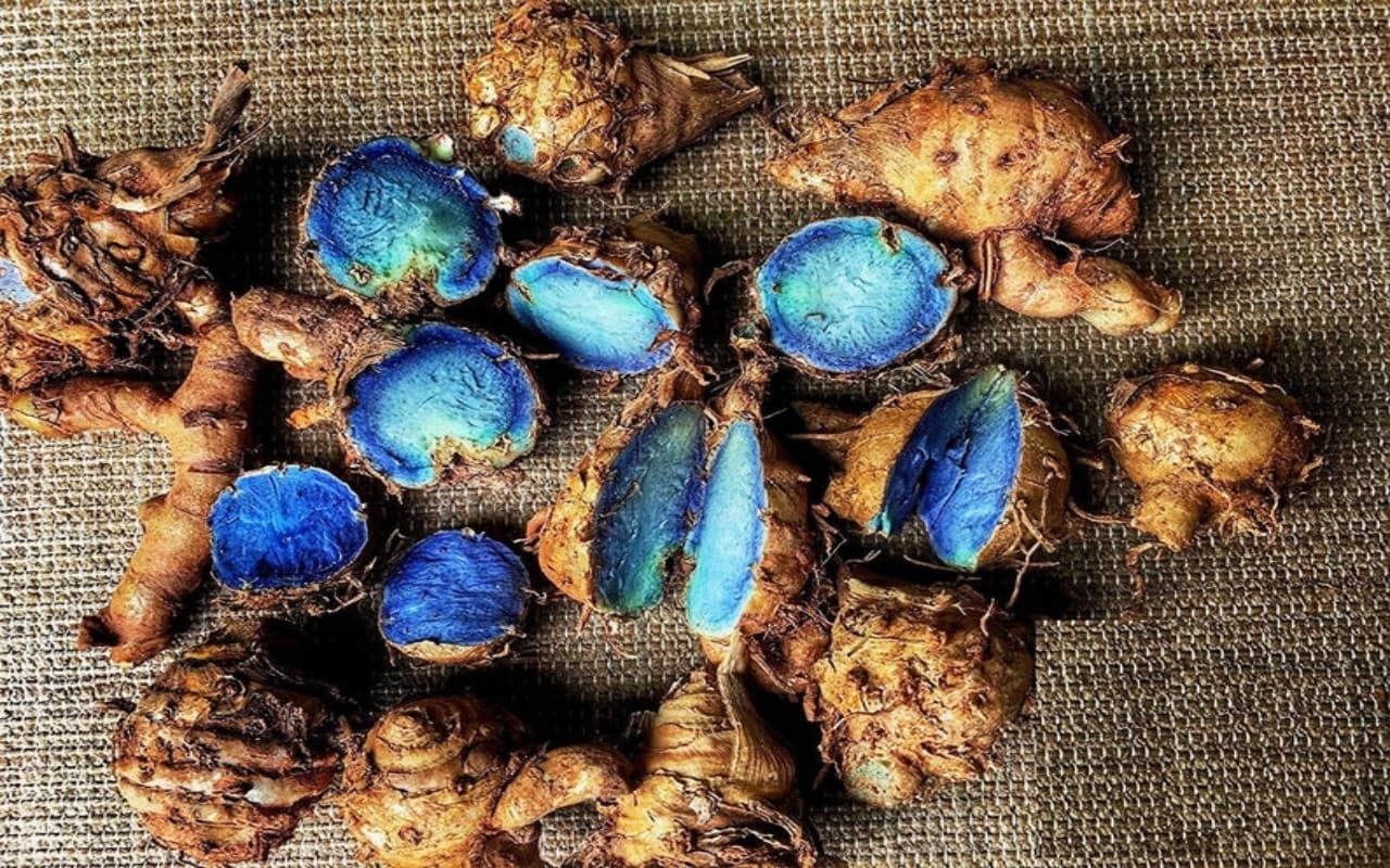 माइग्रेन की बीमारी के लिए काल है 'Black Turmeric', इस हल्दी का नाम आखिर क्यों पड़ा काली, जानें यहां सबकुछ