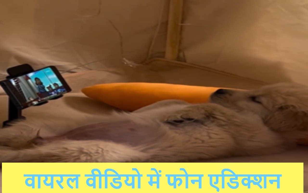 कुत्तों को भी बिगाड़ रहा मोबाइल फोन, वायरल वीडियो में दिखा एडिक्शन