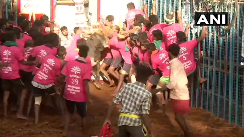 जानें क्या है जलीकट्टू? क्यों सुप्रीम कोर्ट ने लगाया था बैन, जानिए कैसे होता है इसमें विजेताओं का चयन