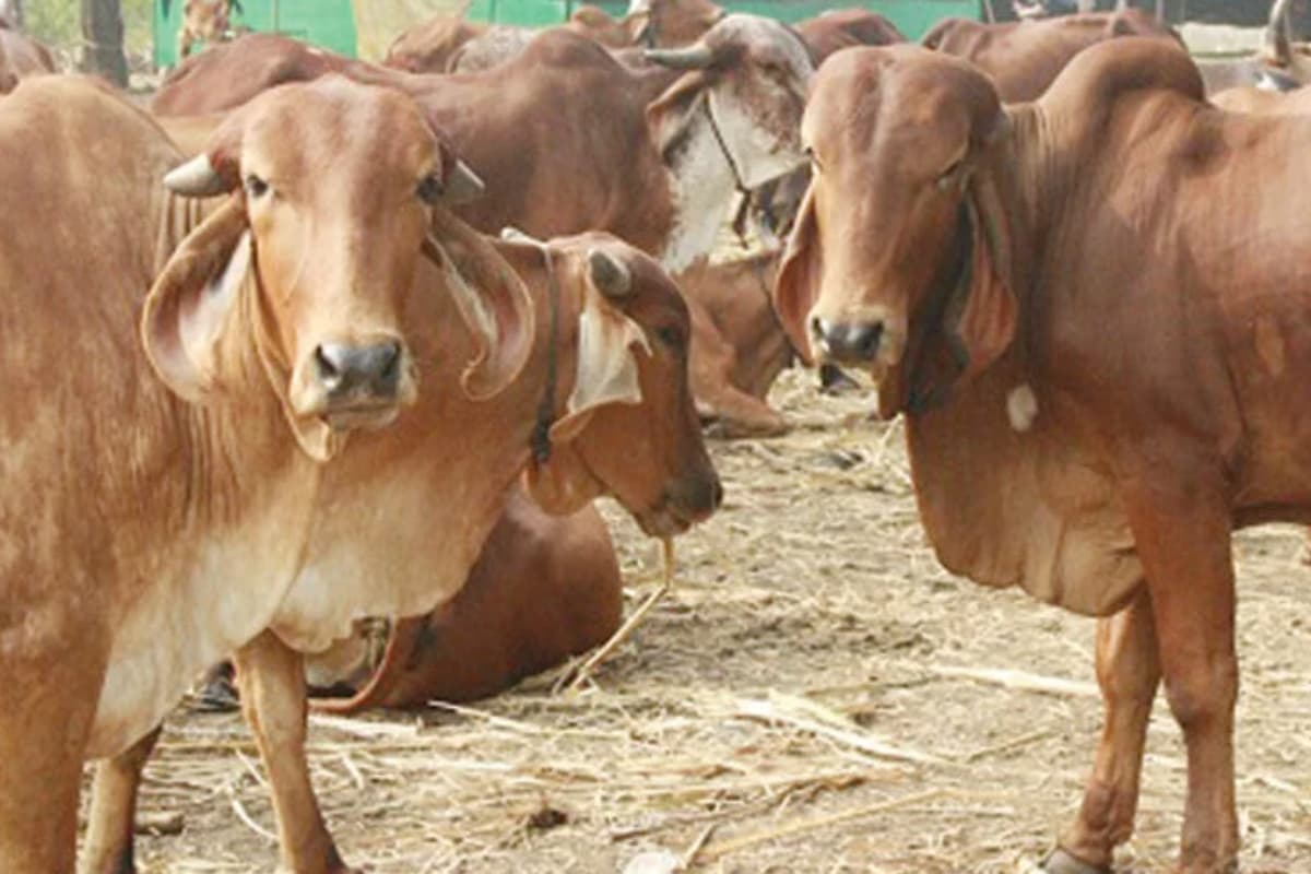 रांची: कृषि-पशुपालन विभाग में 3400 पद रिक्त, तो डेयरी निदेशालय में कोई अधिकारी नहीं