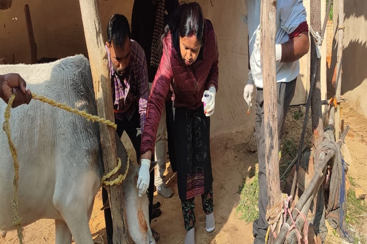 कोडरमा के खरकोट्टा गांव में भेडिया के हमले से 19 पशु घायल