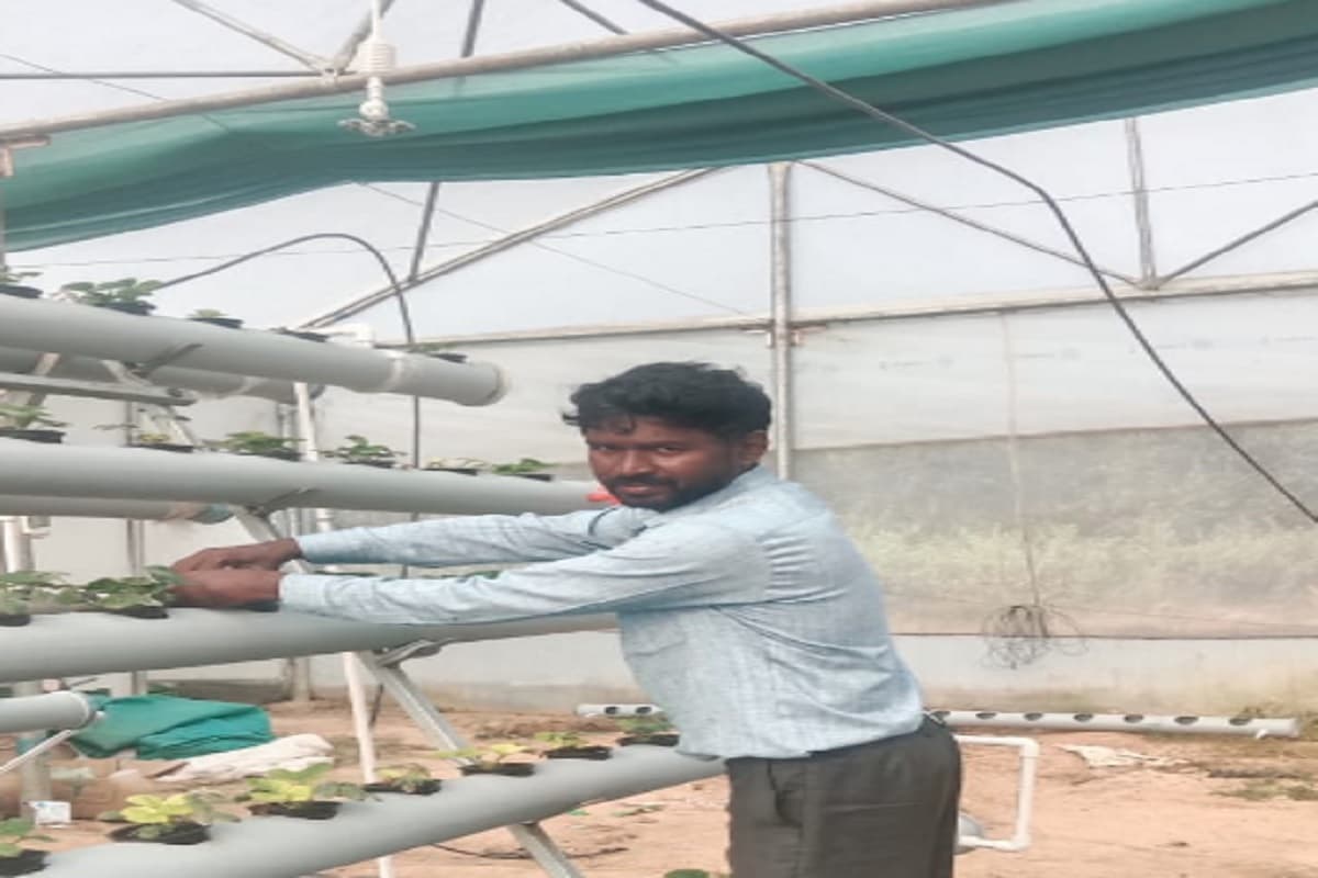 झारखंड के महेंद्र ने हाइड्रोपोनिक आधुनिक तकनीक से उगाई स्ट्रॉबेरी, जानें क्या है ये