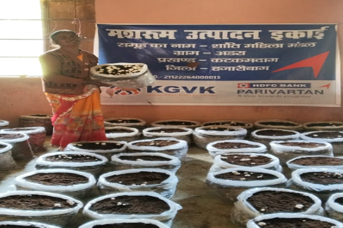 हजारीबाग: कटकमदाग की महिलाएं मशरूम की खेती कर बन रही हैं आत्मनिर्भर, बेच रही 180 से 200 रुपये प्रति किलो