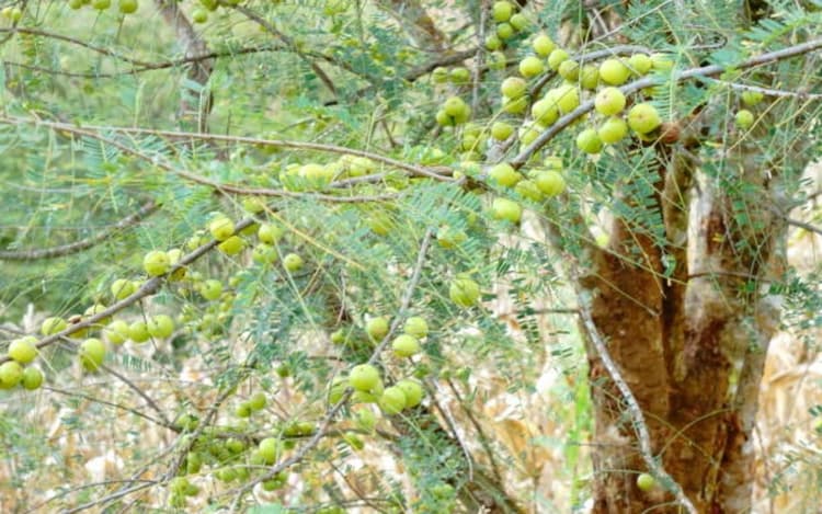 इस सर्दी खाएं आंवला, स्किन एण्ड हेयर केयर के साथ सर्दी-खांसी दूर भगाएं, जाने इसके अद्भुत गुण