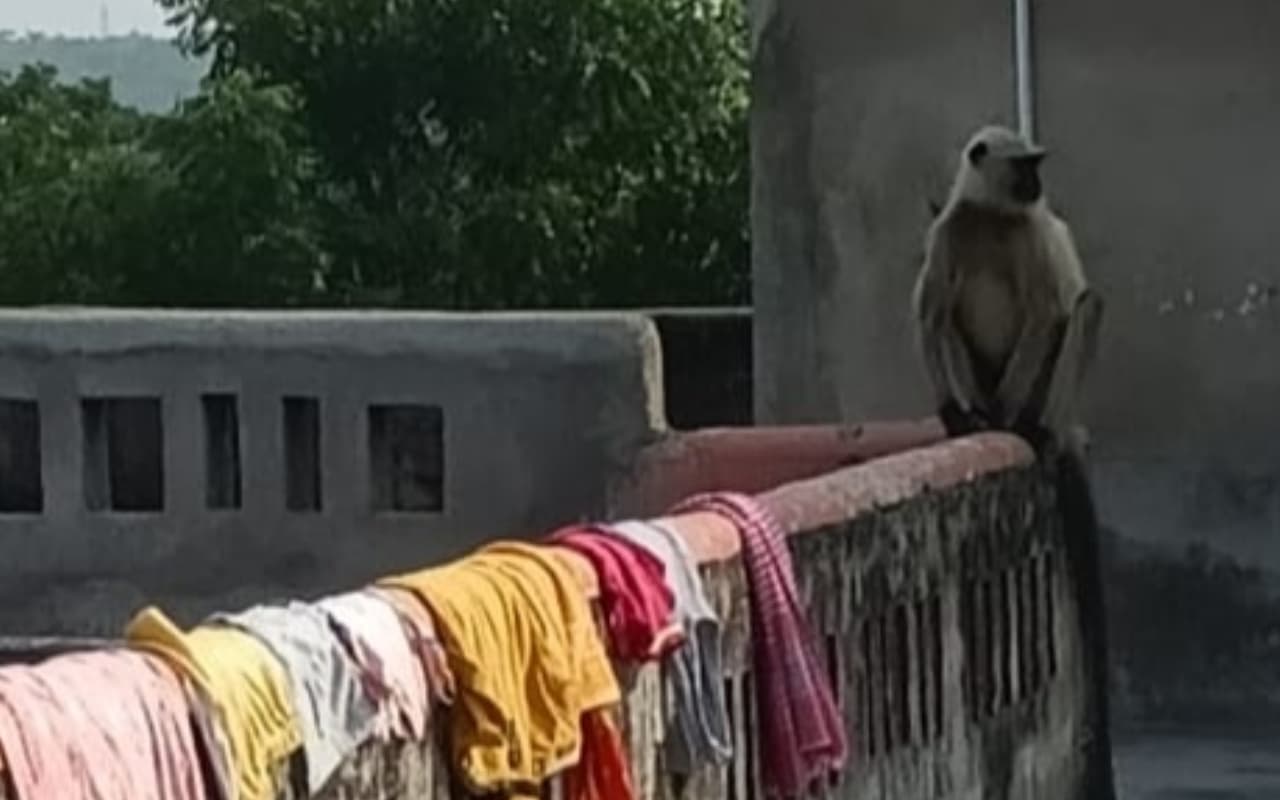 बोकारो : बंदरों के आतंक से ग्रामीण परेशान, कई को किया घायल