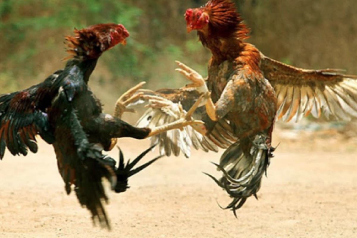 झारखंड के इस इलाके में पाले जाते हैं लड़ाकू मुर्गे, जानें क्या है इसकी खासियत