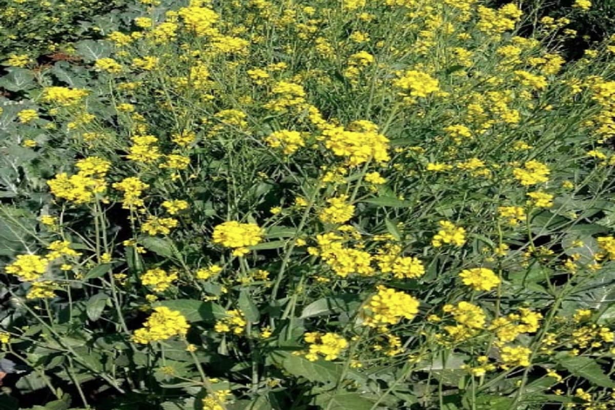 रामगढ़ के कुजू में लहलहाने लगी है सरसों की फसल, किसानों को अच्छी पैदावार होने की उम्मीद