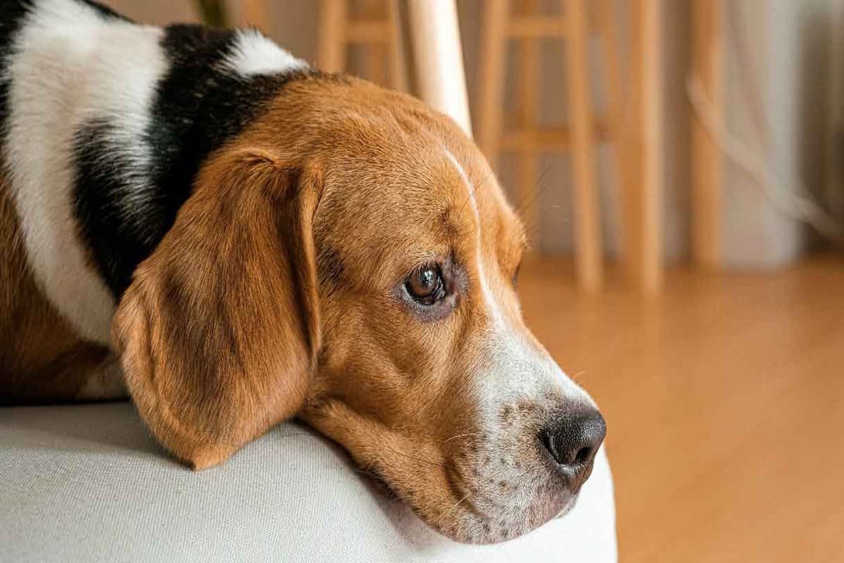 Cancer in Dogs: इंसान के बाद अब डॉग में भी तेजी से फैल रहा है कैंसर, जानें लक्षण