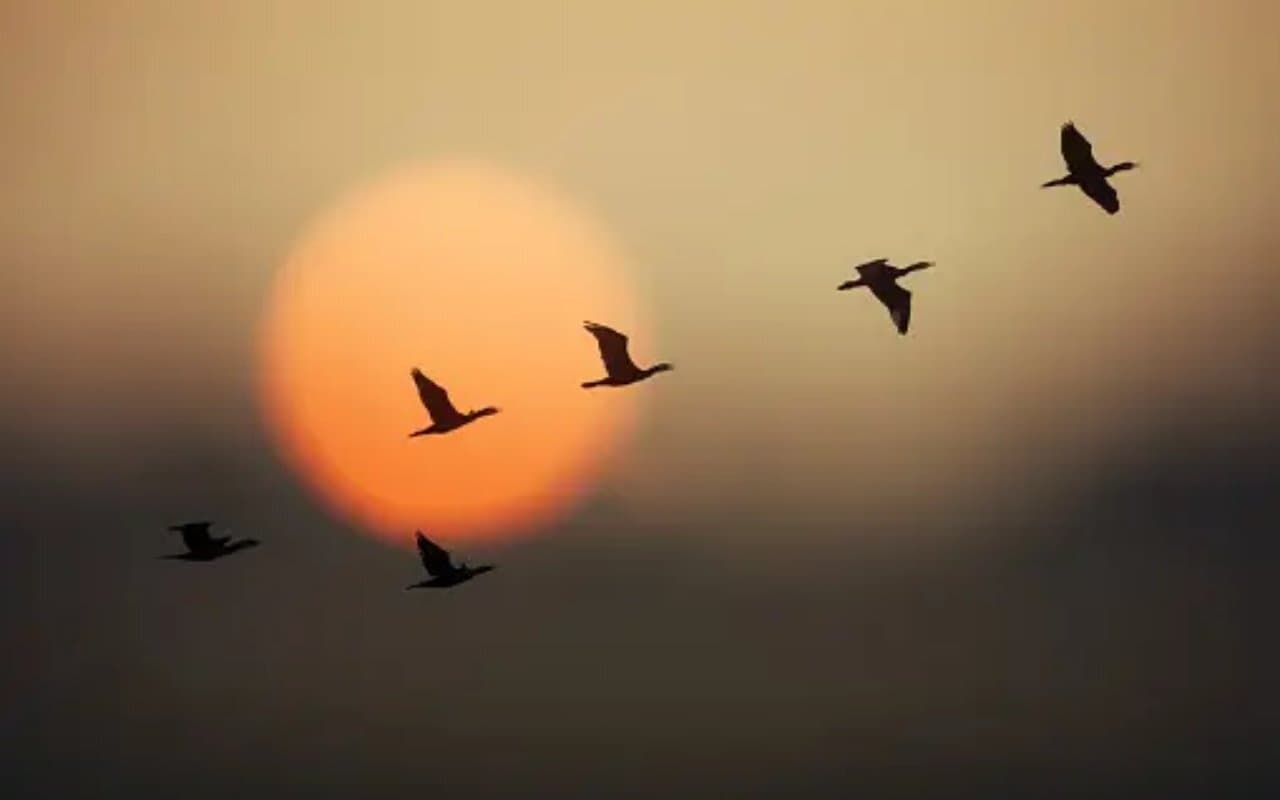 झारखंड: विभिन्न देशों में युद्ध के कारण राह बदल रहे परिंदे, जलाशयों में कम हुई संख्या