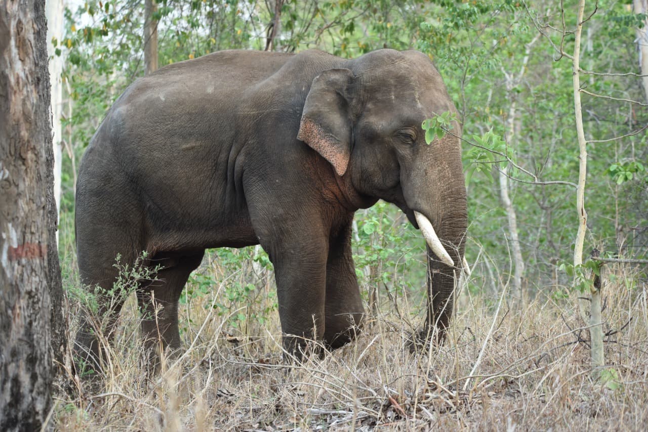 स्थानीय लोगों के विरोध पर हर बार अदालत नहीं जा सकते, हाथी को स्थानांतरित करने के मामले पर बोली केरल सरकार