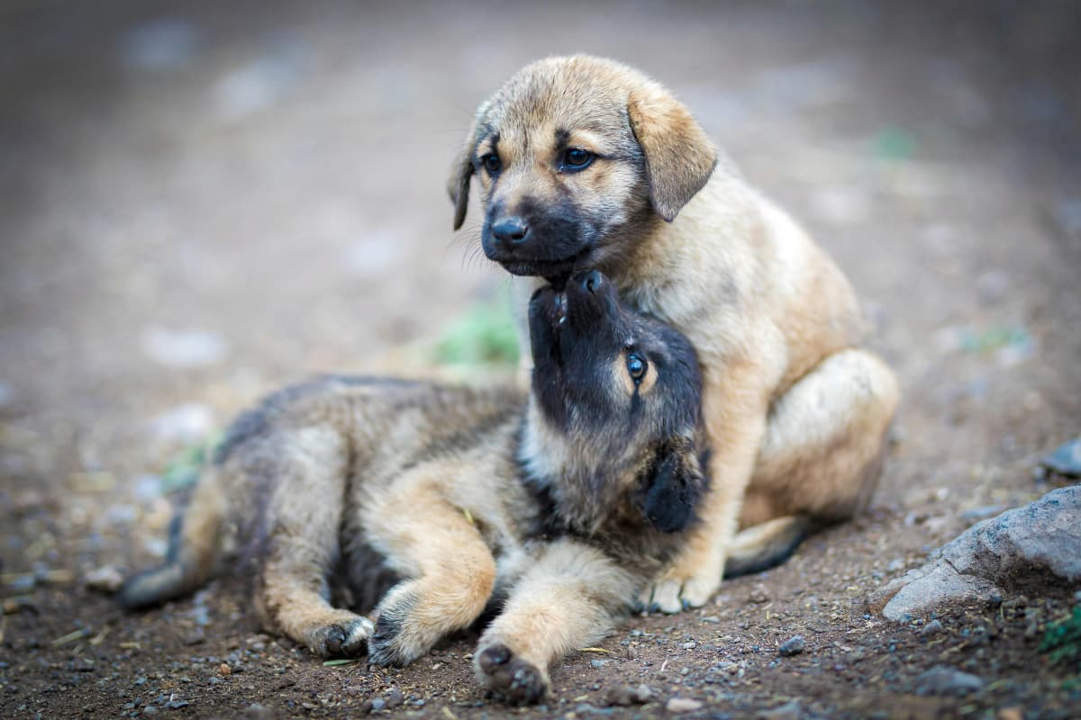 Dog Buying Guide: पेट डॉग खरीदने की कर रहे हैं प्लानिंग? इन बातों का रखें खास ध्यान