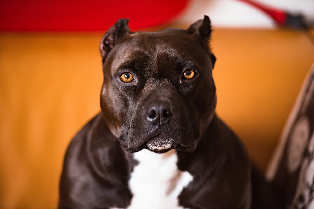 Pet Rule in India: 2 साल की बच्ची को कुत्तों ने नोंच कर मार डाला, जानें खूंखार कुत्तों को पालने के क्या हैं नियम...