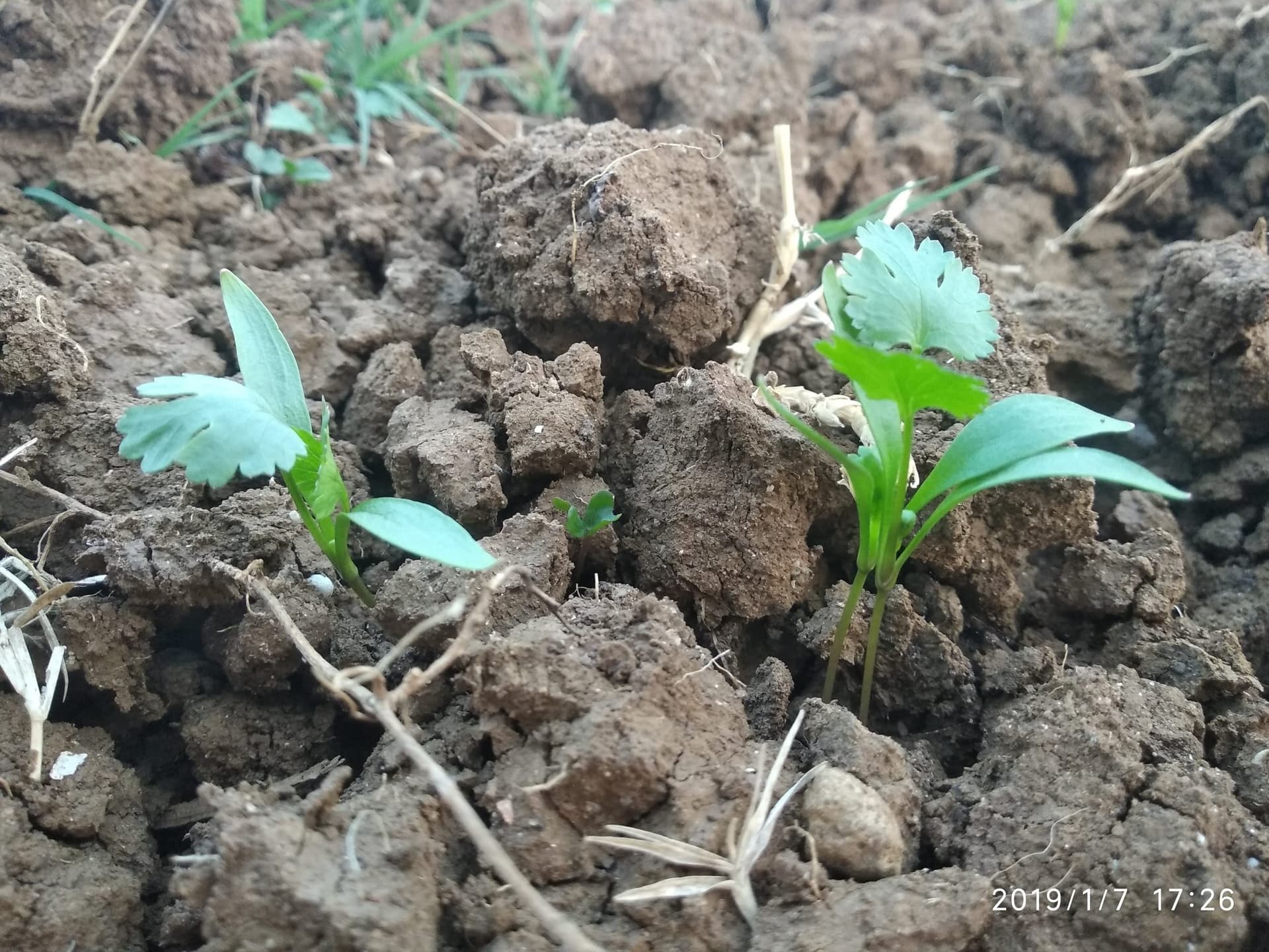 Happy New Year : पढ़ें शशांक भारद्वाज की कविता-नव वर्ष नव विहान