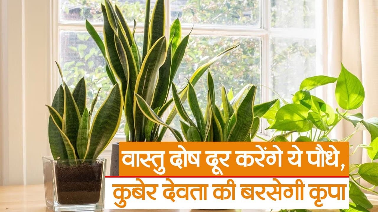 Video: वास्तु दोष दूर करने वाले शुभ पौधे,घर में ये पौधे लगाने से कुबेर देवता की बरसेगी कृपा