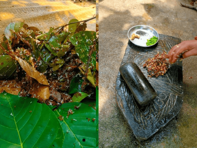 मयूरभंज की लाल चींटी की चटनी को मिली नई पहचान, अनोखे स्वाद और गुणों के कारण मिला जीआई टैग