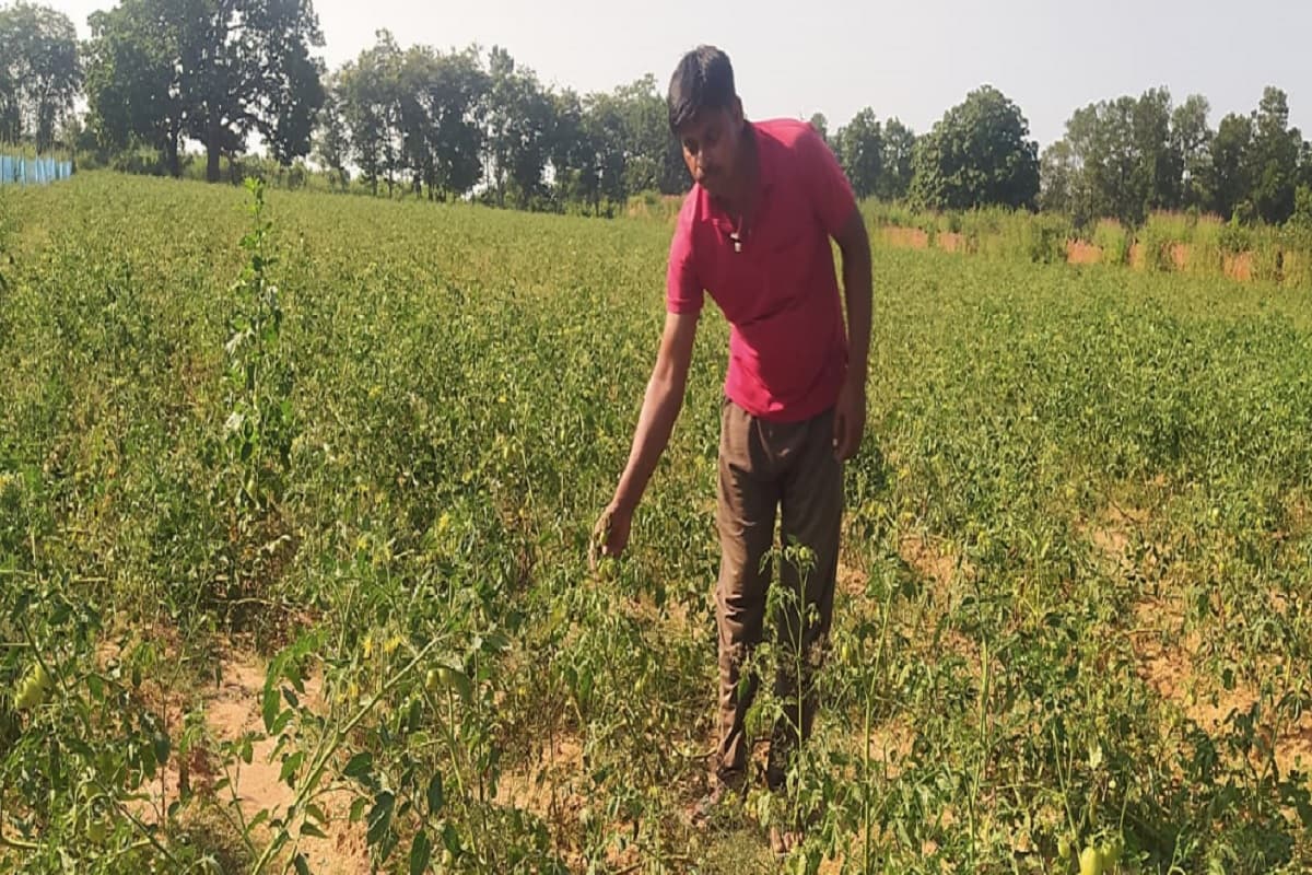 पढ़ाई- लिखाई करने के बाद 14 एकड़ भूमि को लीज पर लेकर खेती कर रहा है रामगढ़ का दुधेश्वर यादव