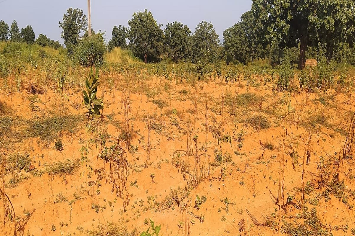 रामगढ़ : 14 एकड़ भूमि पर खेती कर रहे हैं दुधेश्वर, पर पानी की कमी से मर रही है फसल