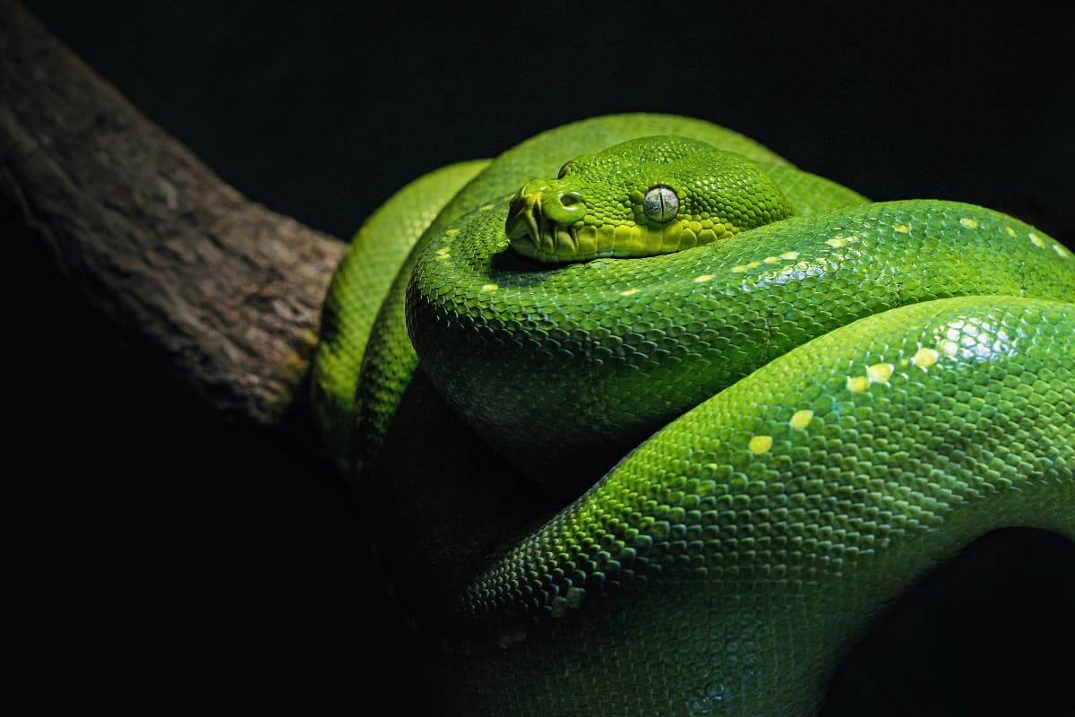 Bizarre: जहरीले सांपों की कैसे करें पहचान? ये है आसान तरीका