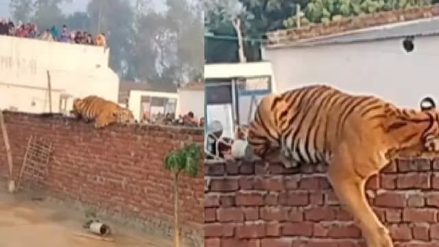पीलीभीत: आखिरकार पकड़ा गया गांव में पहुंचा बाघ, वन विभाग की टीम ने किया ट्रेंकुलाइज, लोगों ने ली राहत की सांस