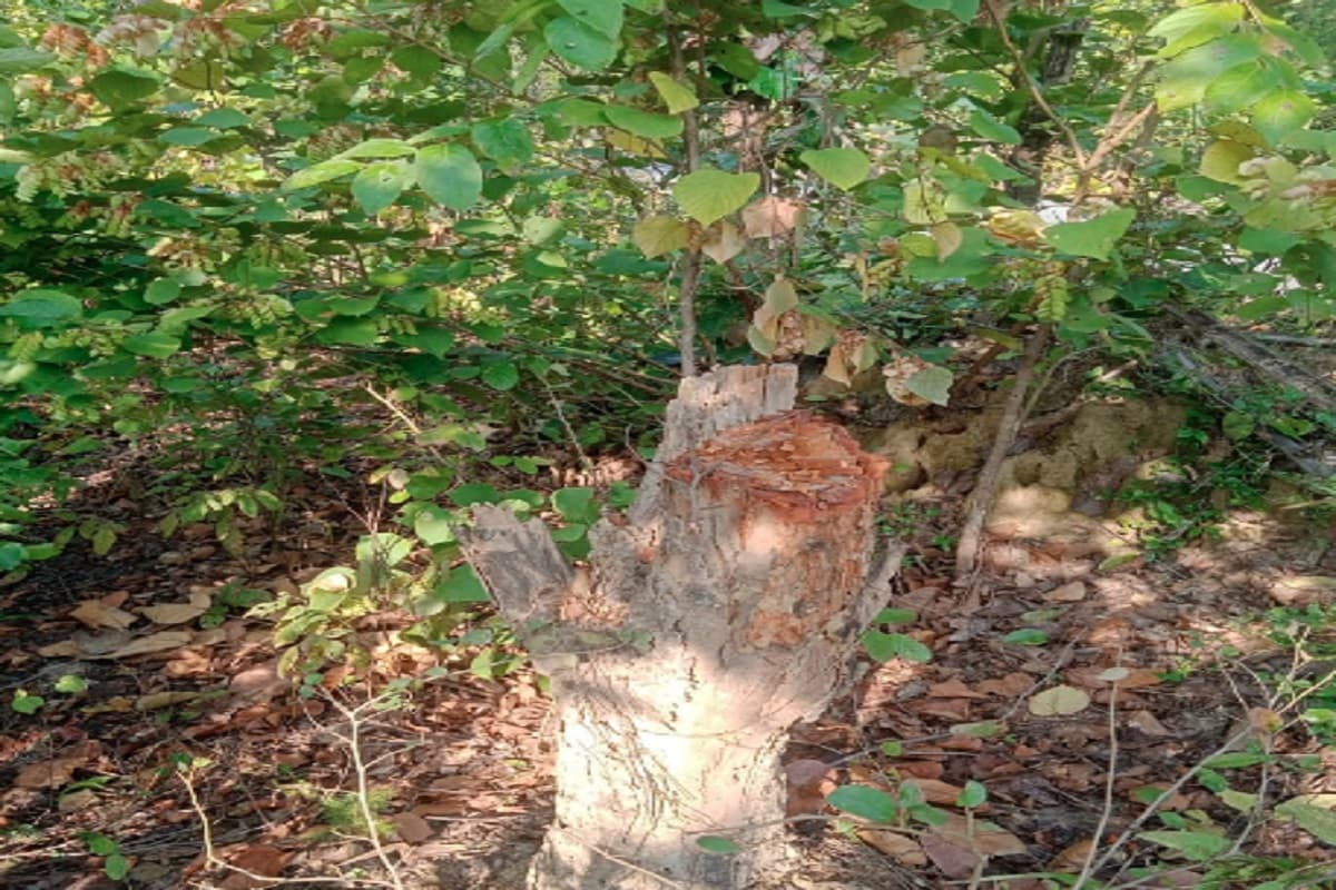 गुमला : जंगलों में हो रही पेड़ों की कटाई, सूचना देने के बाद भी नहीं हो रही कार्रवाई