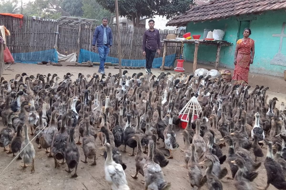 पाकुड़ : बत्तख पालन से स्वावलंबन की ओर बढ़ रही आदिम जनजाति की महिलाएं