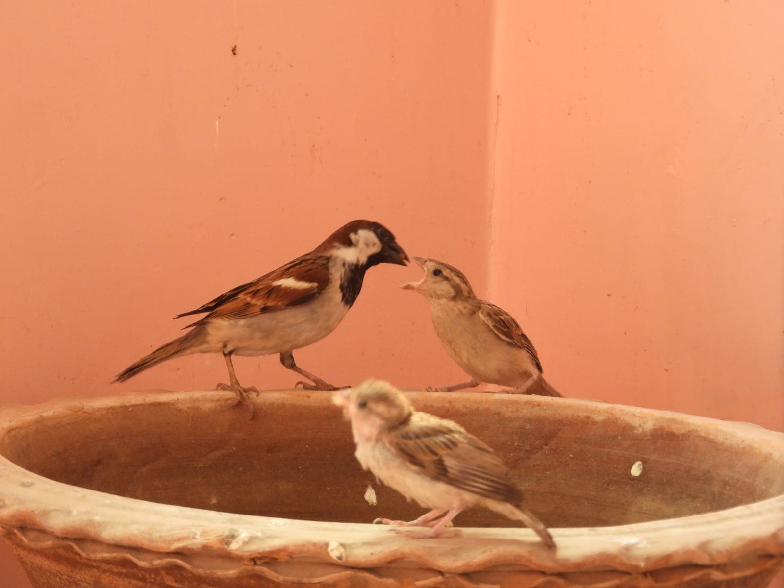 World Sparrow Day : घर में 100 कृत्रिम घोंसला बना कर 50 जोड़ी गोरैया को संरक्षण दे रहे गंगा प्रहरी दीपक