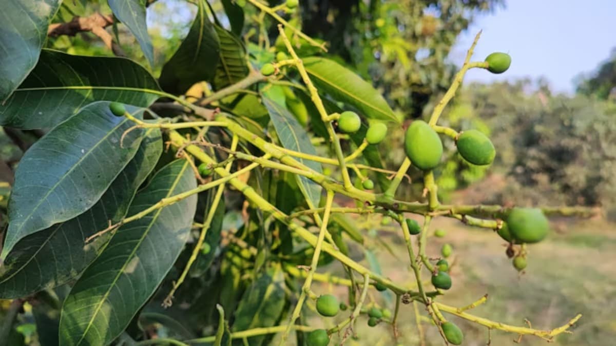 Agriculture News: अमरूद, आंवला, नींबू व बेल लगाने पर इतने लाख का मिलेगा अनुदान