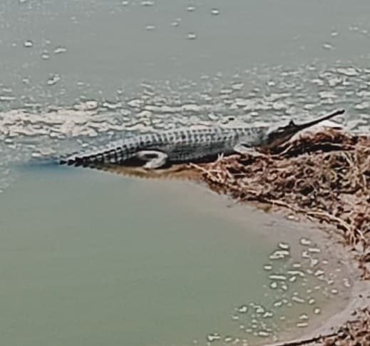 भागलपुर: गंगा नदी में मगरमच्छ के बाद दिखने लगा घड़ियाल का झुंड, वन कर्मियों में खुशी, ग्रामीणों में भय