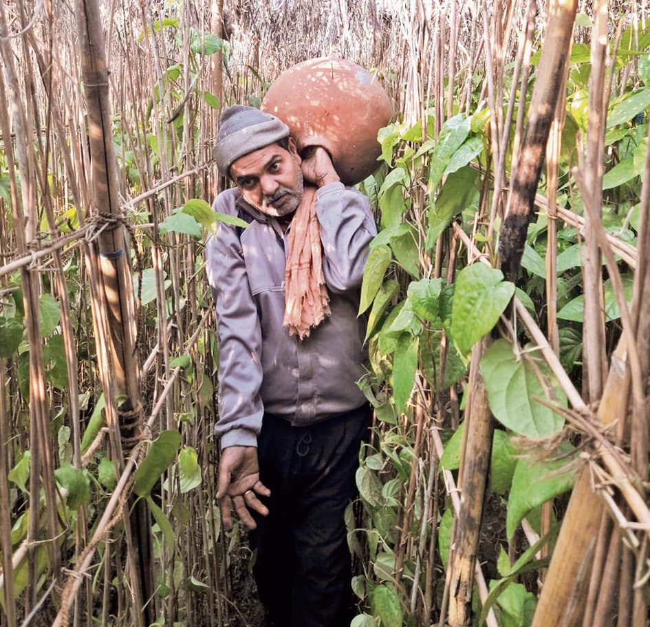 मगध की शान मगही पान का अस्तित्व संकट में, पलायन के बाद महंगाई ने छीन ली मगध की लाली