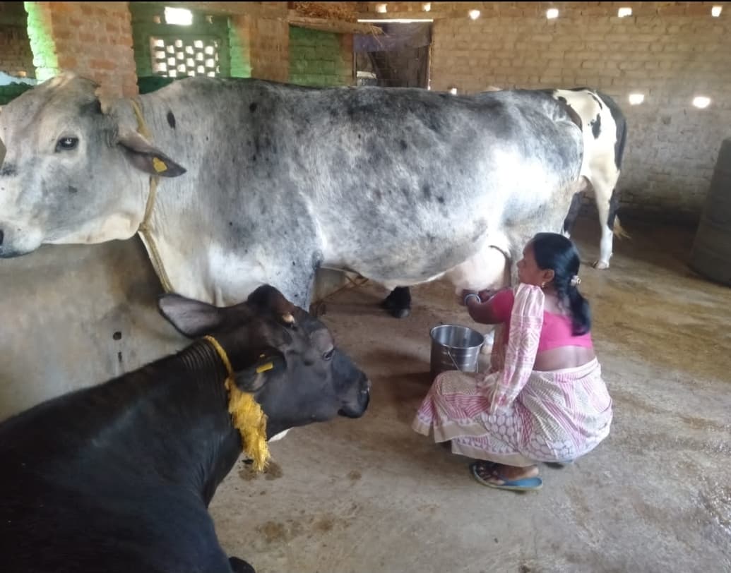 लोहरदगा : गौ पालन के क्षेत्र में महिलाओं के लिए प्रेरणास्रोत बनी सुषमा, दिहाड़ी मजदुर से मुखिया तक ऐसा रहा सफर