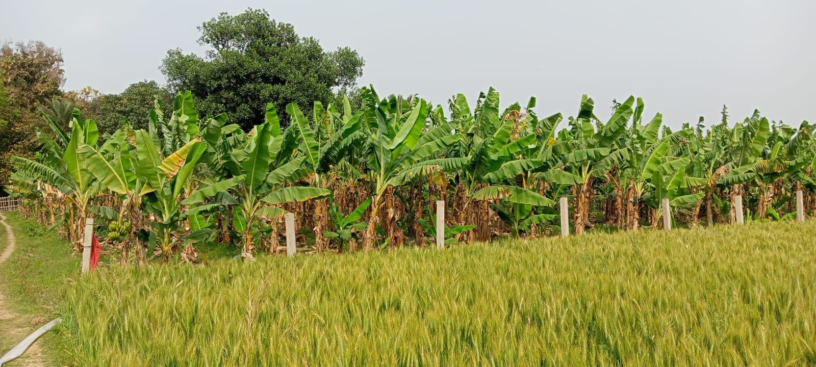 बांका के गांव में केले की खेती का अनोखा प्रयास, गंगा पार जैसी बागवानी से हो रही लाखों की आमदनी