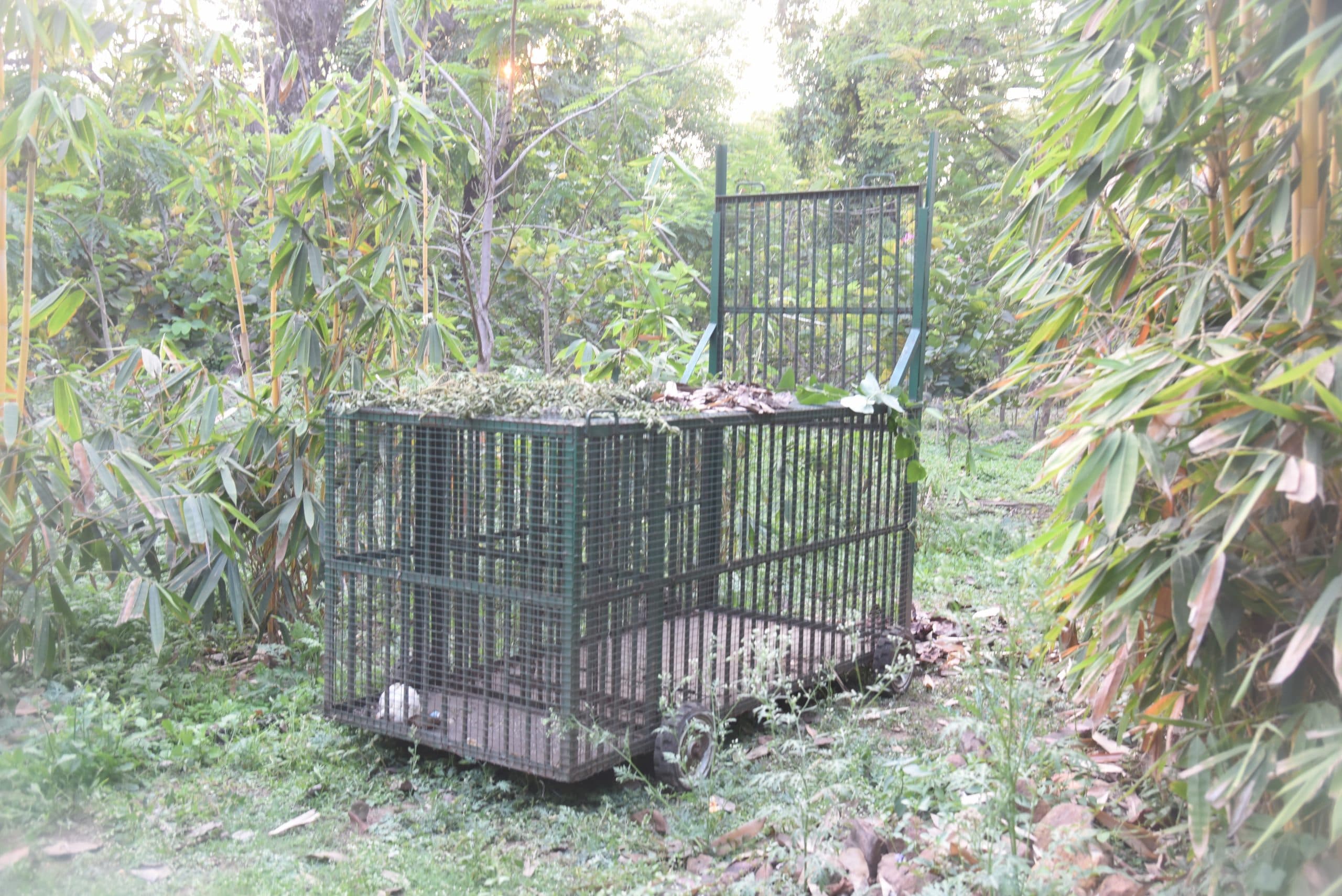 सोनारी में सुअर को मारकर भागा तेंदुआ, वन विभाग ने कलेक्ट किया सैंपल