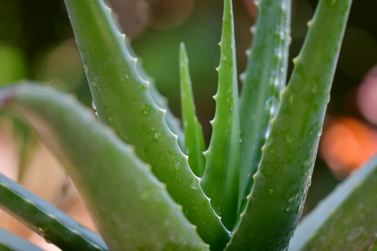 Side Effects of Aloe Vera: जरूरत से ज्यादा एलोवेरा का इस्तेमाल पड़ सकता है भारी, पहुंचा सकता है नुकसान