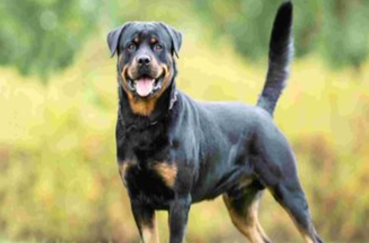 Govt Guidelines: कुत्तों की 23 नस्लों पर प्रतिबंध, केंद्र सरकार ने राज्यों को दिया निर्देश