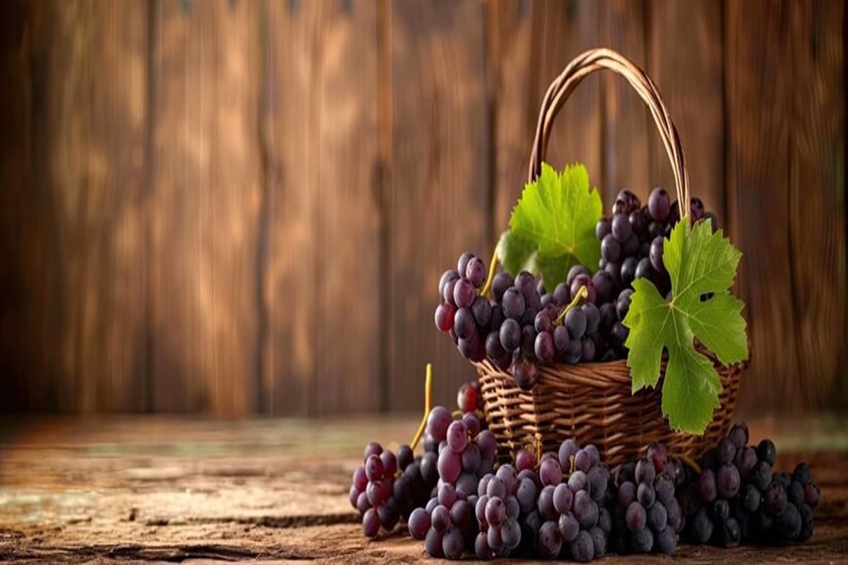 Black Grapes Benefits: डायबिटीज समेत इन बीमारियों के लिए अमृत से कम नहीं है काला अंगूर, जानें फायदे