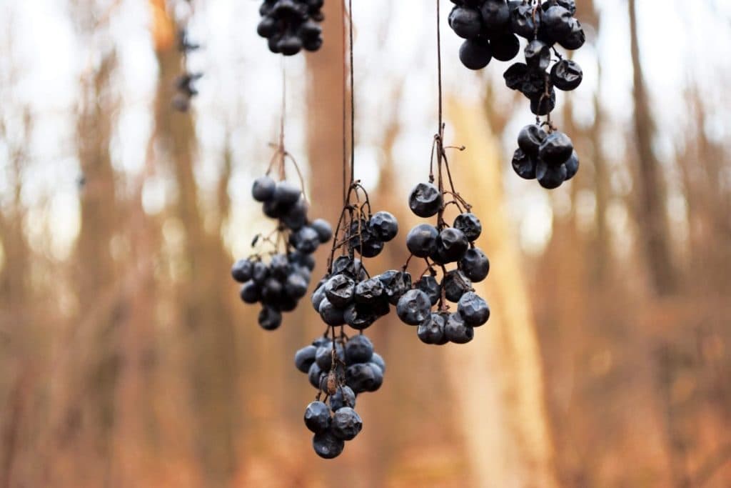 Black Grapes