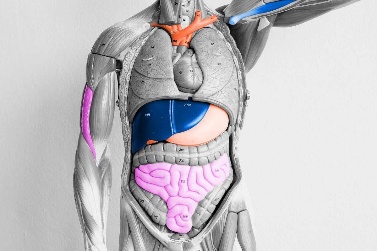 Human Body Parts: क्या आप जानते हैं मौत के बाद हमारे शरीर के अंग कितने समय तक जीवित रहते हैं?