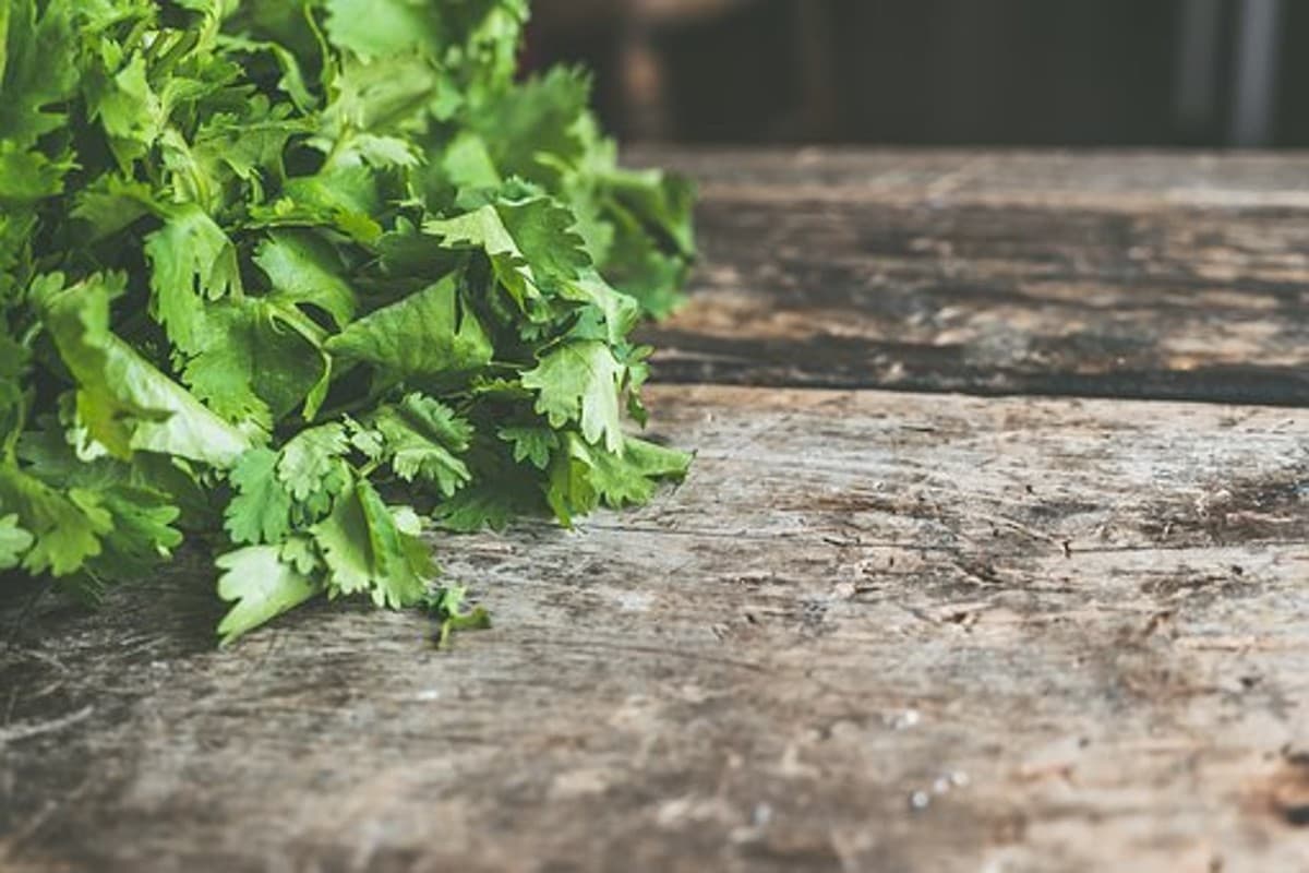 Coriander Leaves Benefits: धनिया पत्ते सेहत के लिए खजाने से कम नहीं है, जानें इसके फायदे