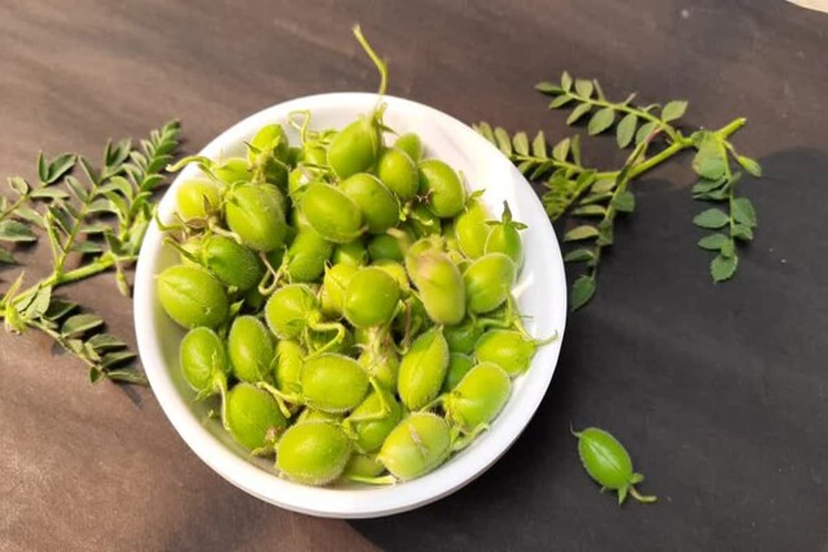 Benefits Of Eating Hara Chana: प्रोटीन और विटामिन से भरपूर है हरा चना, फायदे जान चौंक जाएंगे आप