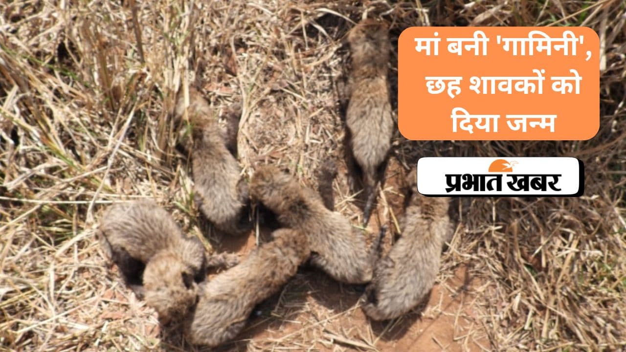 Cheetah In Kuno National Park: मां बनी 'गामिनी', छह शावकों को दिया जन्म, देखें VIDEO