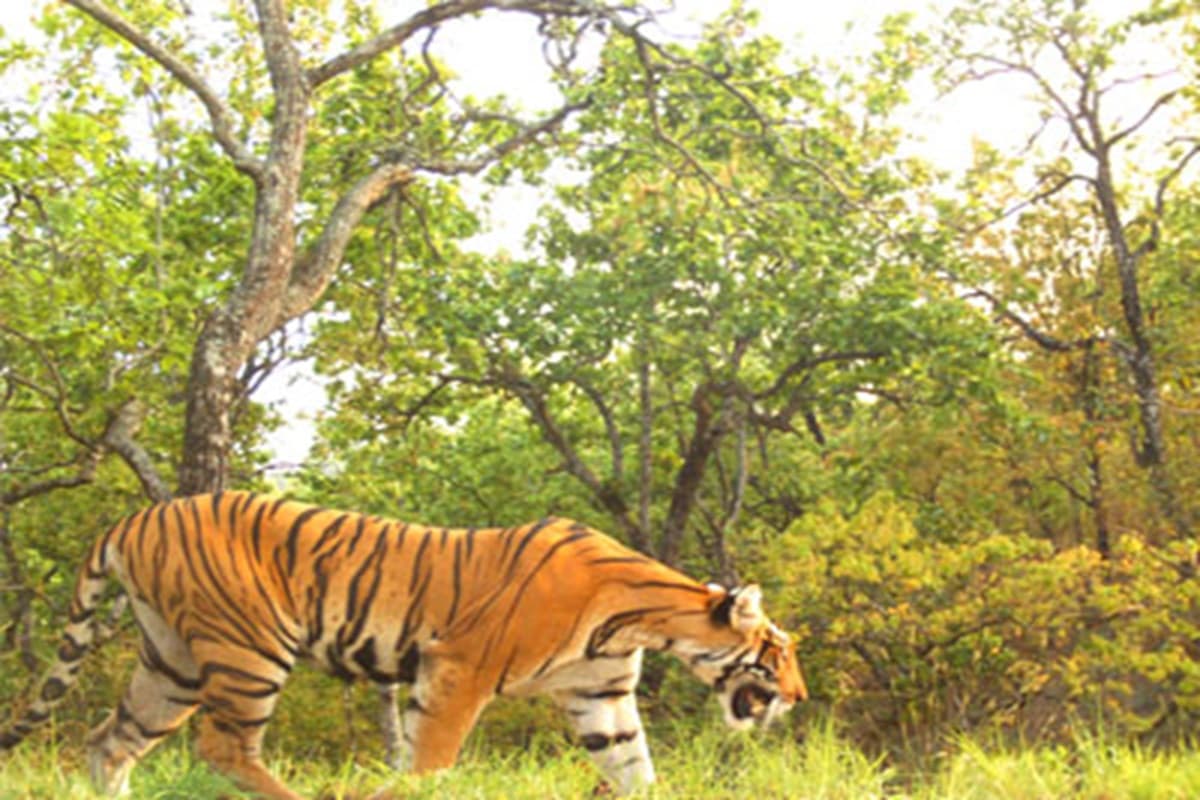 Valmiki Tiger Reserve : अगर आप नेचर लवर हैं तो बिहार के वाल्मीकि टाइगर रिजर्व की जरूर करें सैर