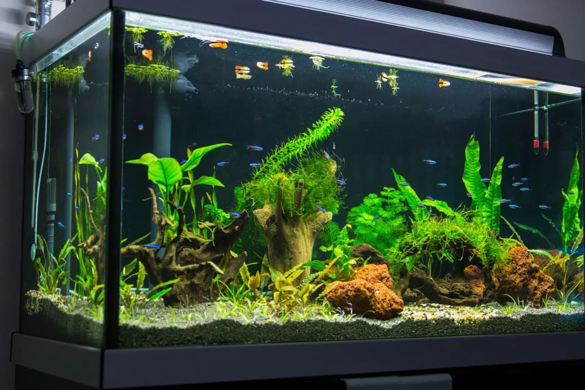 Vastu Tips For Aquarium