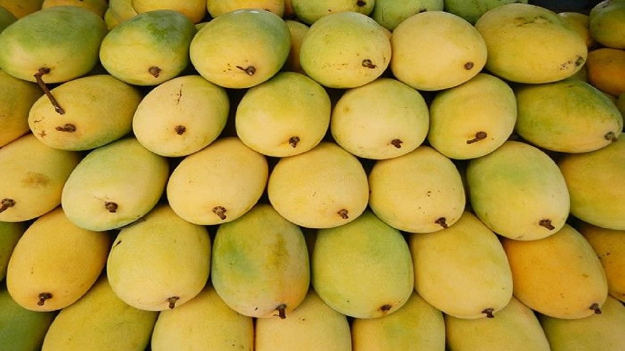 Mango Festival: आम महोत्सव का आज, सीएम 4578 किस्माें से सजे आम का करेंगे उद्घाटन