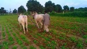 पुश्तैनी जमीन में बंटवारे से पहले ये 8 कागजात को कर लें दुरुस्त, पढ़िए ये नई गाइडलाइन