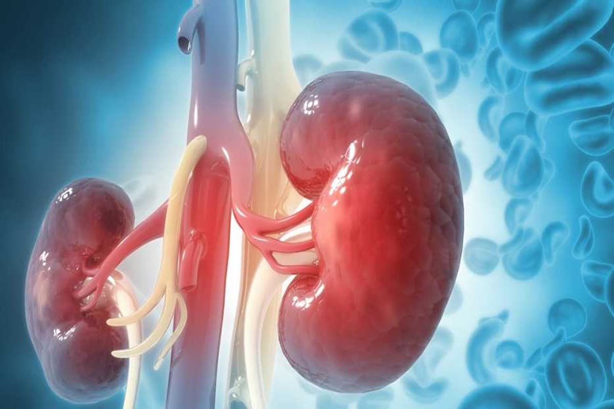 World Kidney Day 2024: विश्व किडनी दिवस पहली बार कब मनाया गया था? यहां जानें इसका इतिहास, महत्व और थीम
